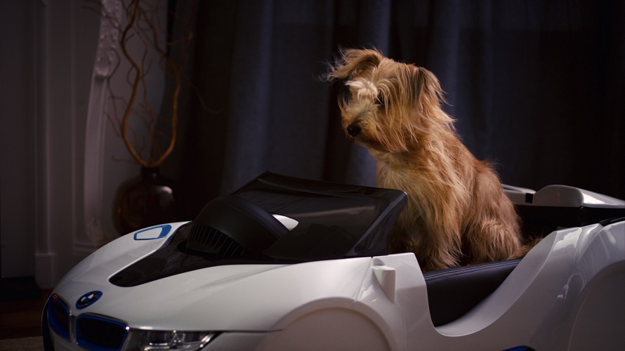 Votre chien aussi mérite un présent !