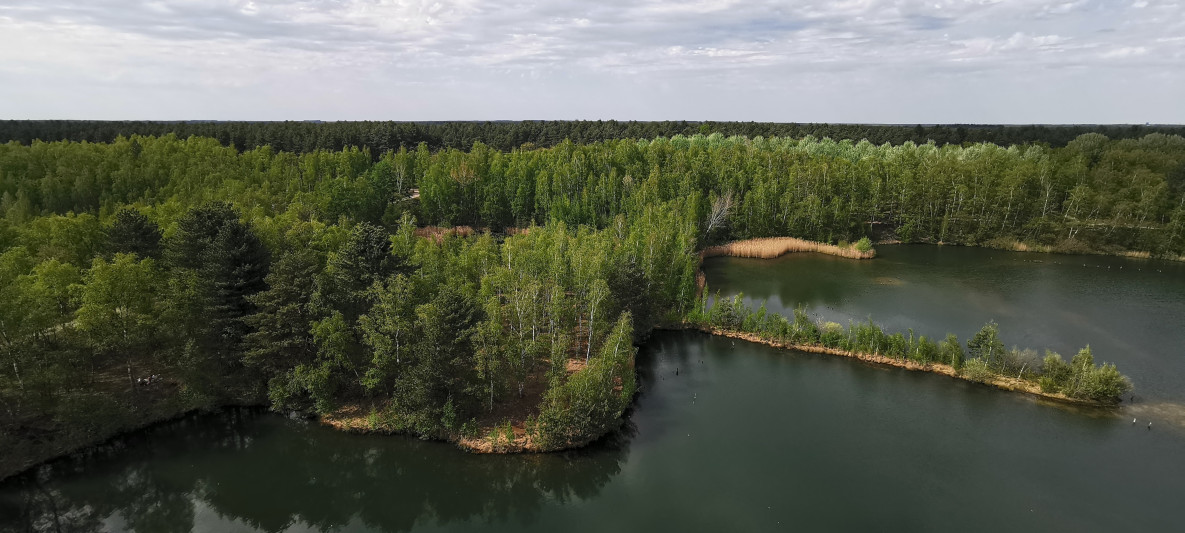 Les forêts sont des puits de carbone naturels